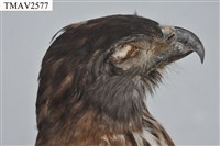 鳳頭蒼鷹藏品圖，第8張